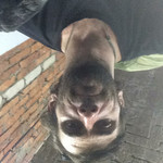 Marko, 36